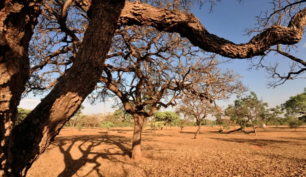 Dia do Meio Ambiente destaca ações de enfrentamento à desertificação