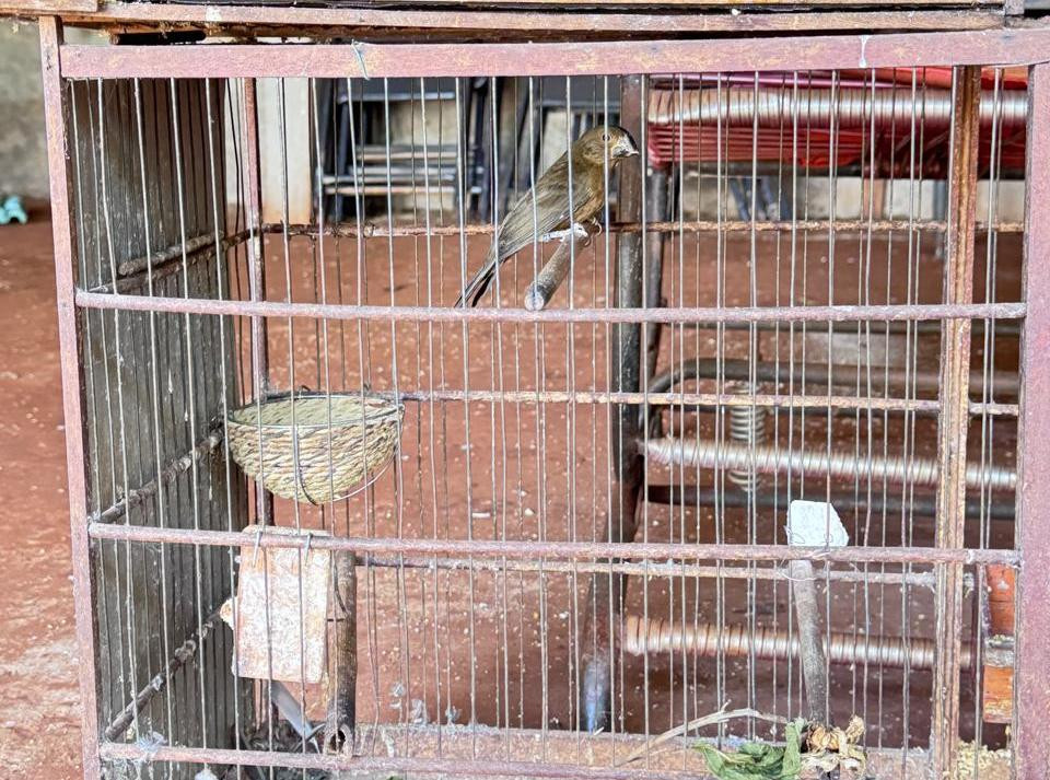 Ambiental apreende 22 aves silvestres, incluindo espécie ameaçada de extinção