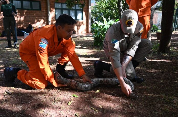 Na luta contra o fogo toda vida importa e Bombeiros aprimoram técnicas para resgate de animais silvestres