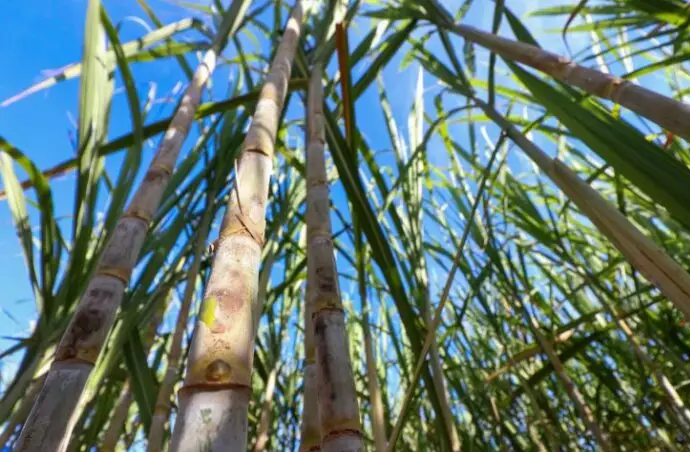 Com usinas de biometano, MS entra na nova fronteira de energias renováveis rumo ao Estado Carbono Neutro