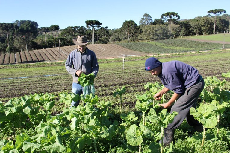Pronaf investe R$ 340,7 milhões na agricultura familiar de MS, aumento de 16,23%