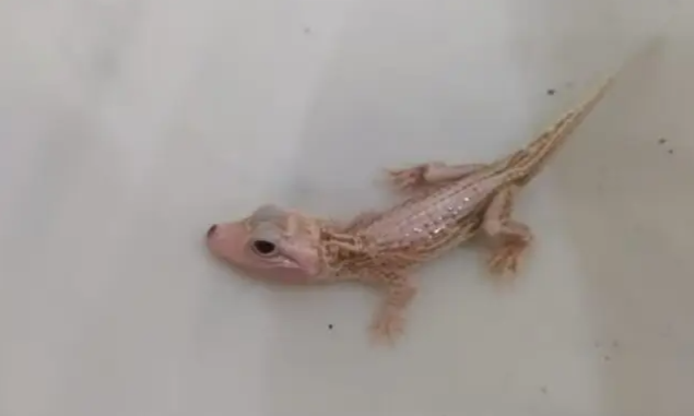 Filhote de jacaré com condição rara de saúde é resgatado