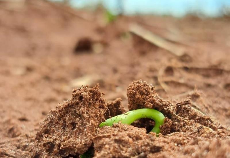 Clima favorável acelera plantio de soja entre outubro e novembro em MS