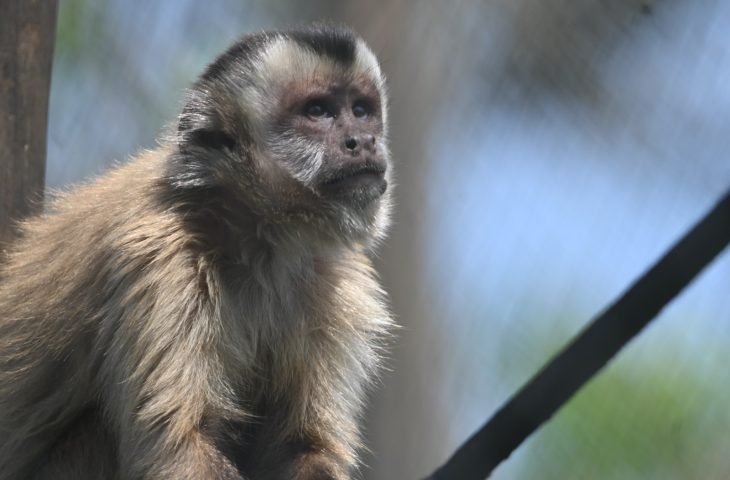 Imasul solta sete macacos-prego reabilitados no Pantanal de Mato Grosso do Sul