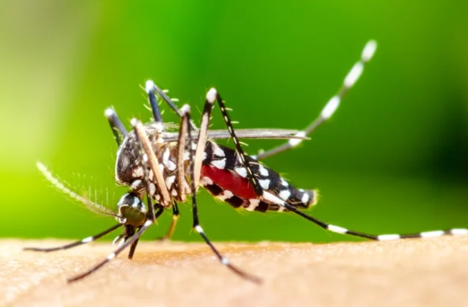 Ministério da Saúde intensifica campanha contra dengue, zika e chikungunya em MS