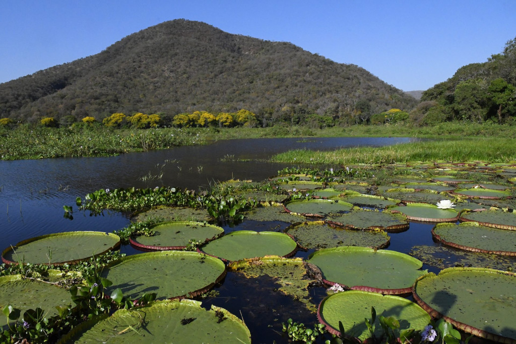 Leis estaduais protegem Pantanal até decisão do Congresso, diz governo