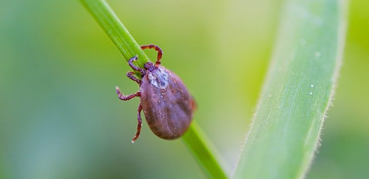 Saúde formaliza distribuição de remédios no início da sazonalidade da febre maculosa