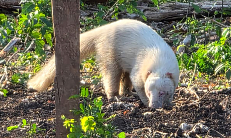 Registro raro de quati albino chama atenção no Pantanal sul-mato-grossense