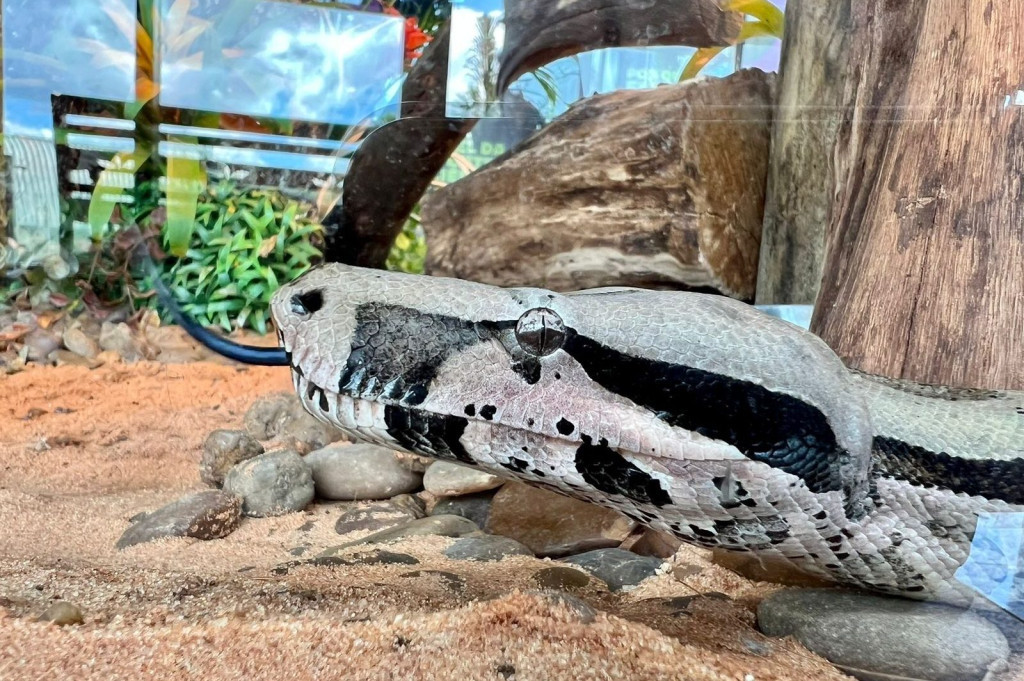 Bioparque destaca importância de duas moradoras que ganharam vida nova