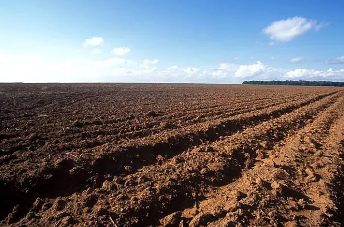 MS: Produtores estão proibidos de plantar soja até setembro