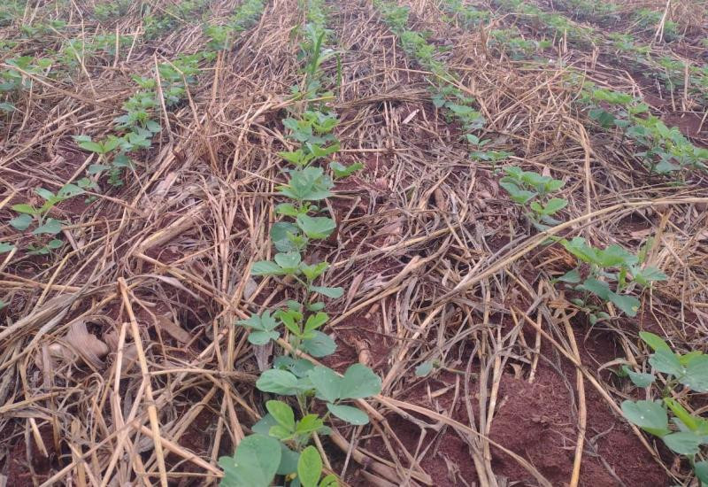 Soja: Pelo menos 16% da área foi plantada em Mato Grosso do Sul