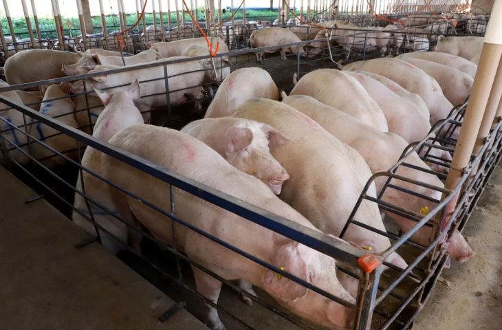 MS vira referência nacional em suinocultura tecnológica com quase 300 granjas