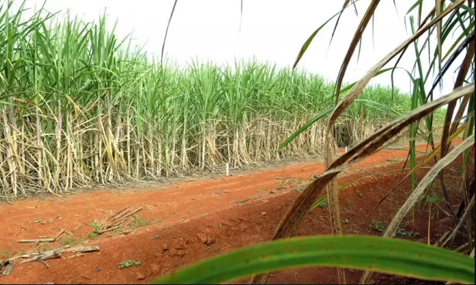 ‘Super enzima’ de bactéria pode transformar resíduos em biocombustível
