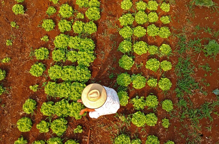 Programa qualificará recém-formados de MS para atuar na agricultura familiar