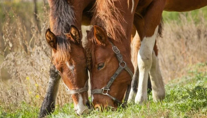 Contaminação inédita em ração matou 245 cavalos em 4 Estados, afirma Mapa