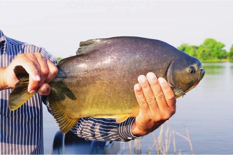 Prefeitura abre licitação para aquisição de peixes vivos para a 1ª Festa da Páscoa