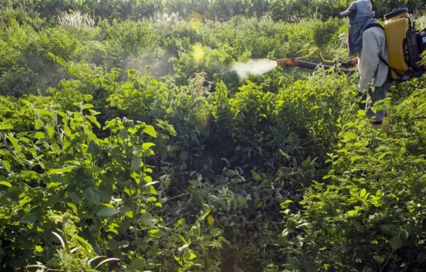 Agrotóxicos atingem população já em vulnerabilidade, diz especialista