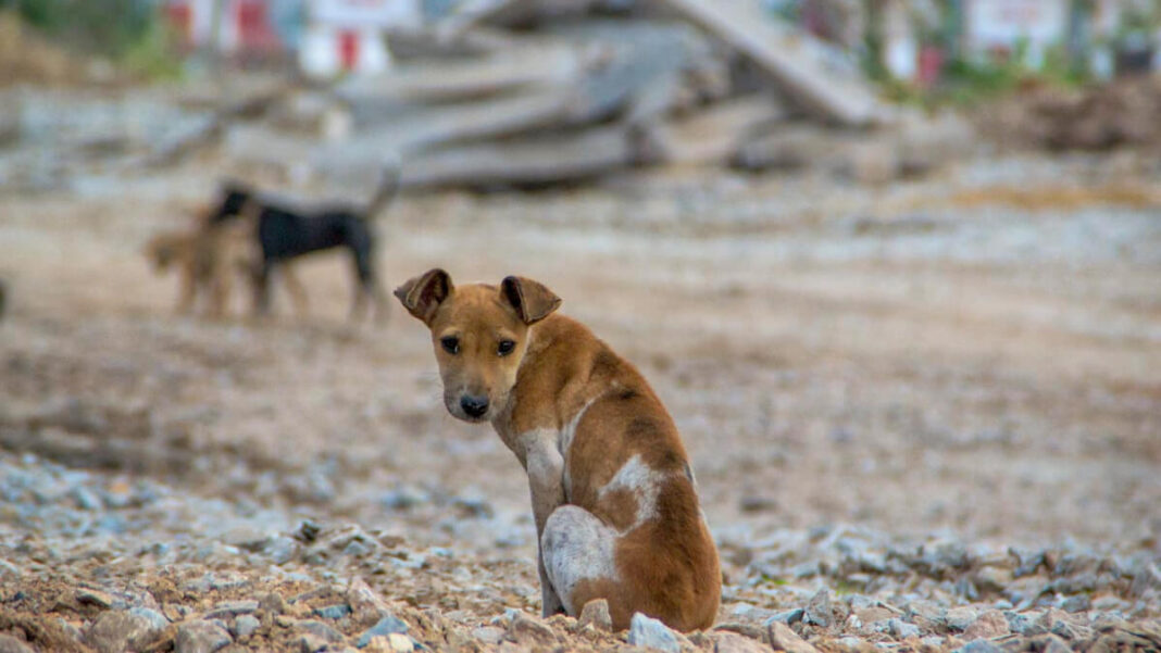 Clínica veterinária à saúde dos animais e das comunidades indígenas de Dourados