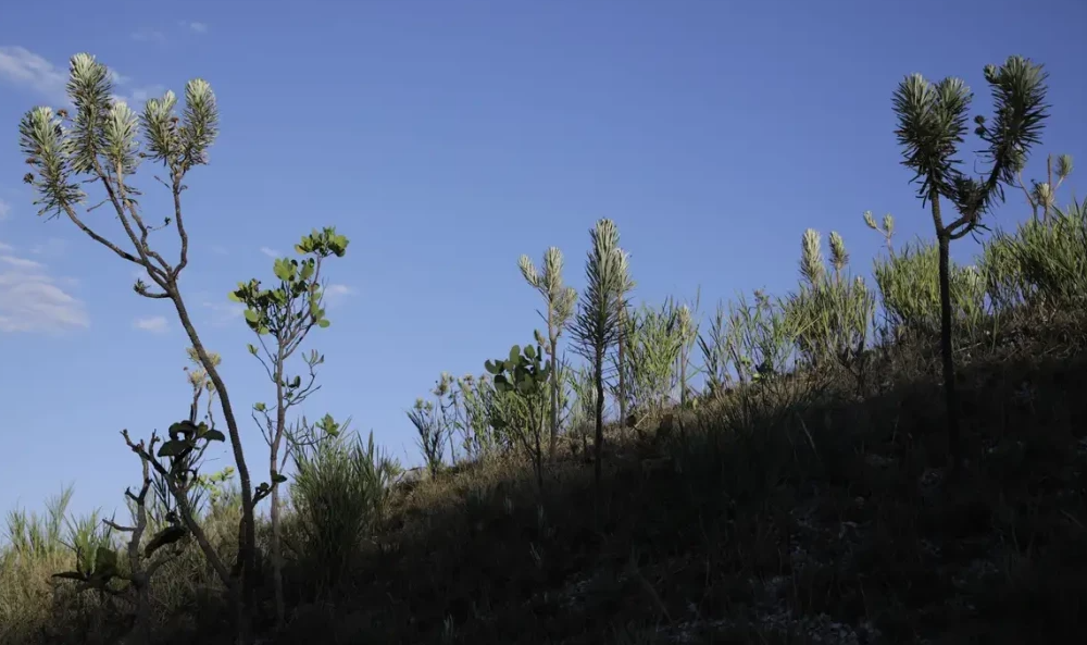 Dia do Cerrado: bioma é o segundo mais ameaçado no país