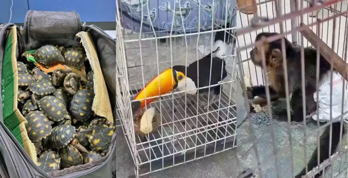 Polícia prende 17 em operação contra tráfico de animais silvestres; TH Joias é um dos alvos