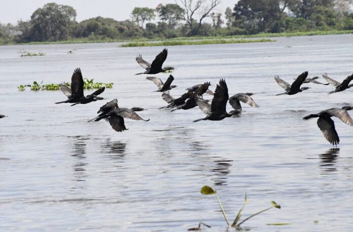 Brasil ganha legislação federal para conservação e uso sustentável do Pantanal