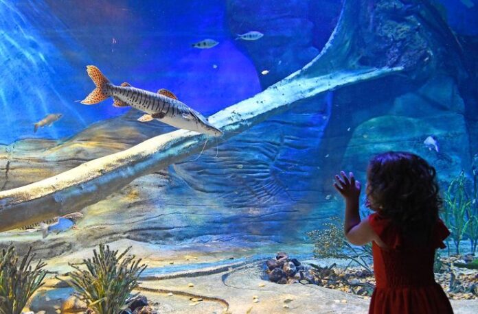 Bioparque divulga horário especial de Carnaval; local contará com apresentações
