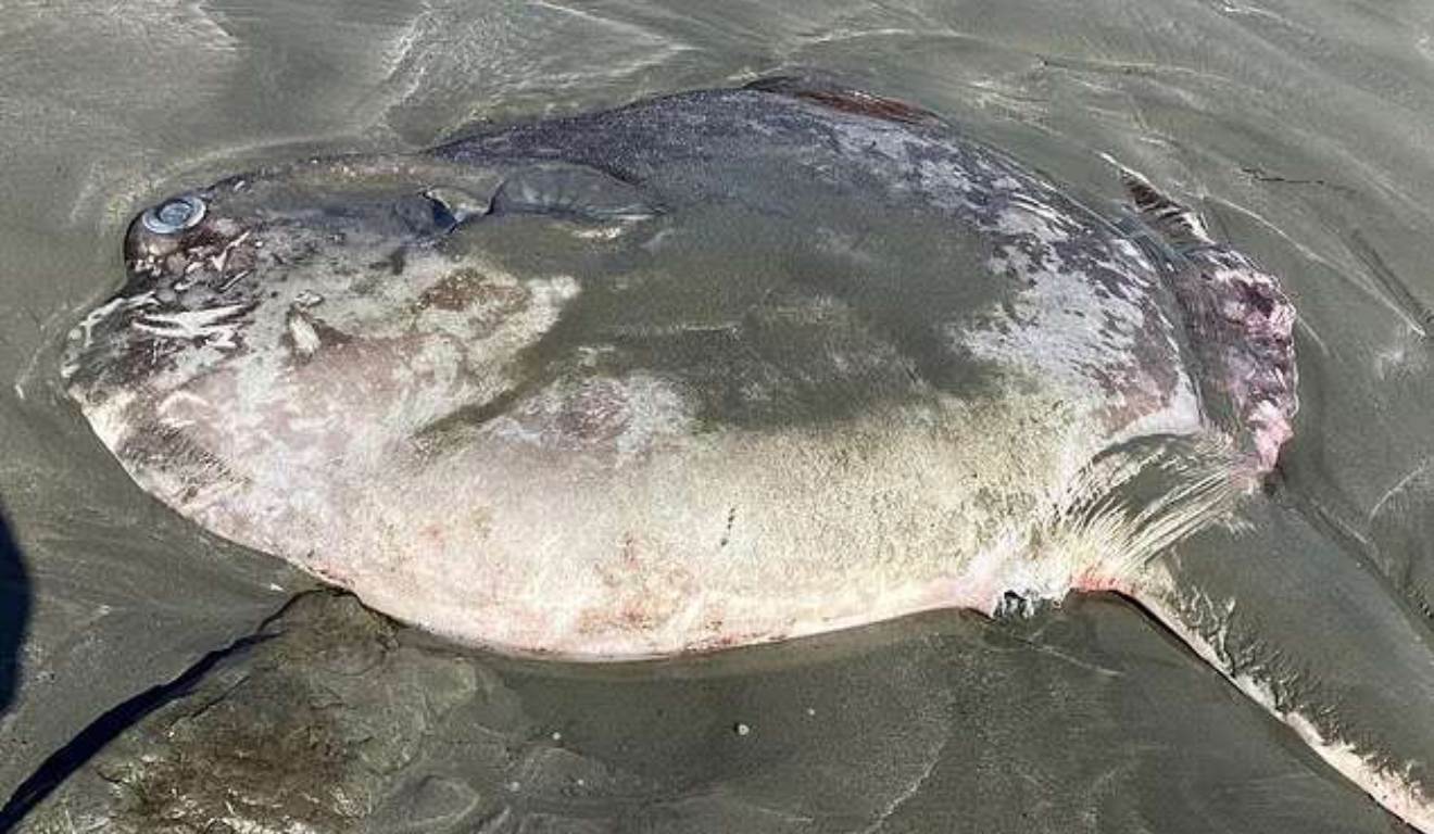 Criatura bizarra de 2 metros surge em praia e choca banhistas; veja fotos