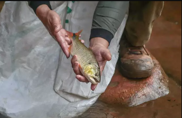 Após pressão, deputado vai reduzir cota zero de 29 para 12 espécies de peixes