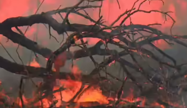 Governo Federal institui novas multas para quem provocar incêndios florestais