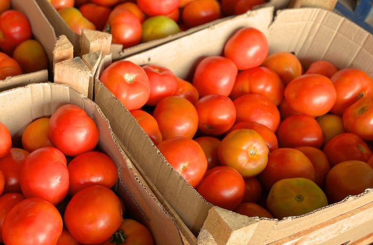 Preços da couve e do tomate ‘despencam’ na Ceasa-MS, mas frio encarece abobrinha