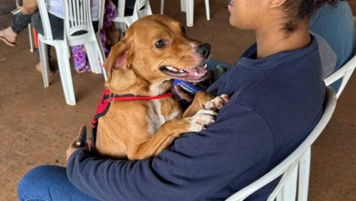 Caravana da Castração encerra 2025 com 16 mil animais atendidos em Mato Grosso do Sul