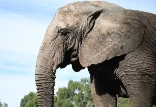 Elefanta africana morre 4 dias após diagnóstico de problema respiratório em santuário