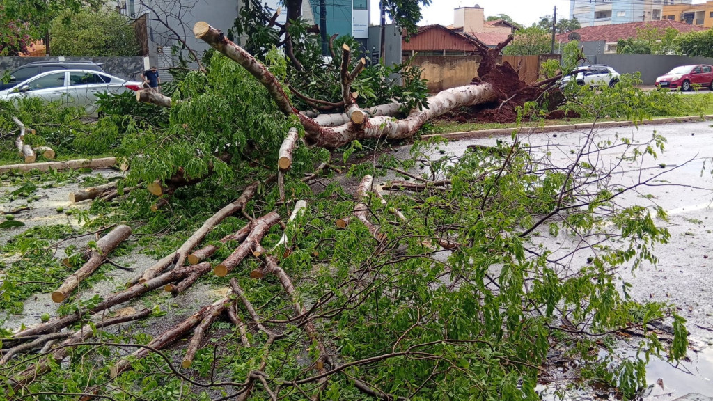 Árvore cai na área central durante temporal com vento de 51 km por hora