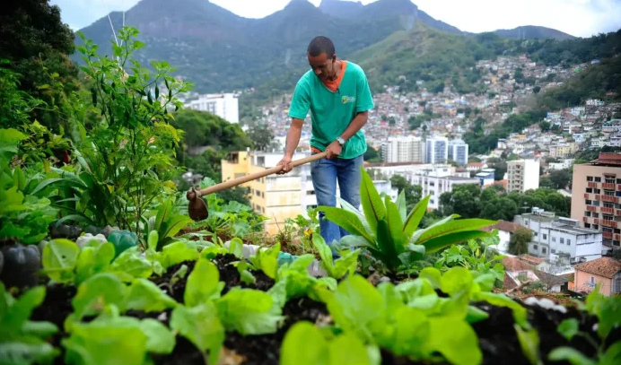 Produção local pode melhorar alimentação em centros urbanos