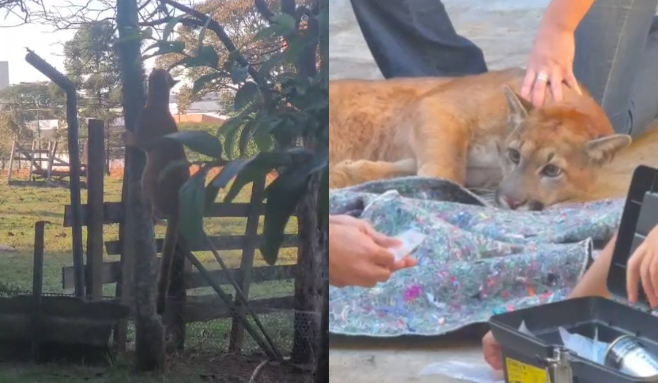 Onça-parda invade casas e assusta moradores: veja imagens
