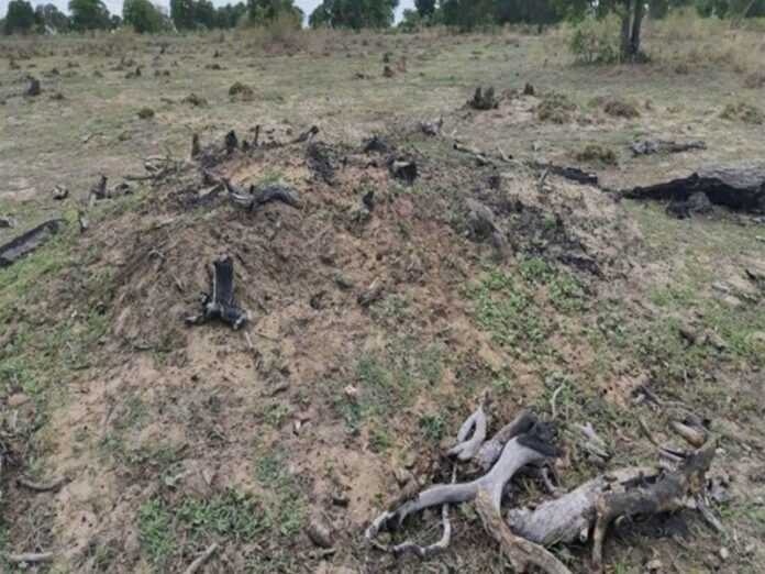MPMS investiga incêndios florestais no Pantanal sem autorização ambiental